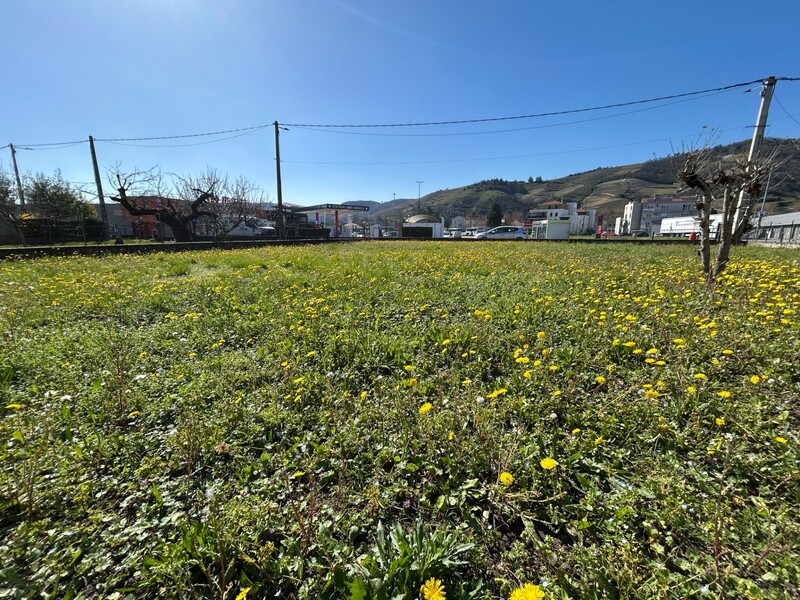 Miniature de la photo 7