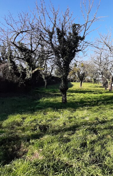 Miniature de la photo 1